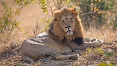 Kenya Classic Safari: 4 Days in Tsavo East, Tsavo West & Amboseli - Image - 13686